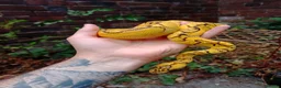 Python Snake reptiles for sale: CB25 Bongo, Pastel, Enchi, red stripe, clown (P OD - Advert 4