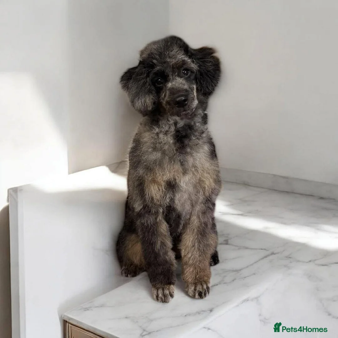 Sproodle dogs for sale: Gorgeous Merle Sproodle Puppies - Advert 24