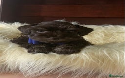 Miniature Schnauzer dogs for sale: 5* Licensed KC Toy Chocolate Schnauzers - Image 30