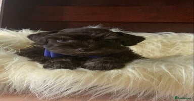 Miniature Schnauzer dogs - Advert 5