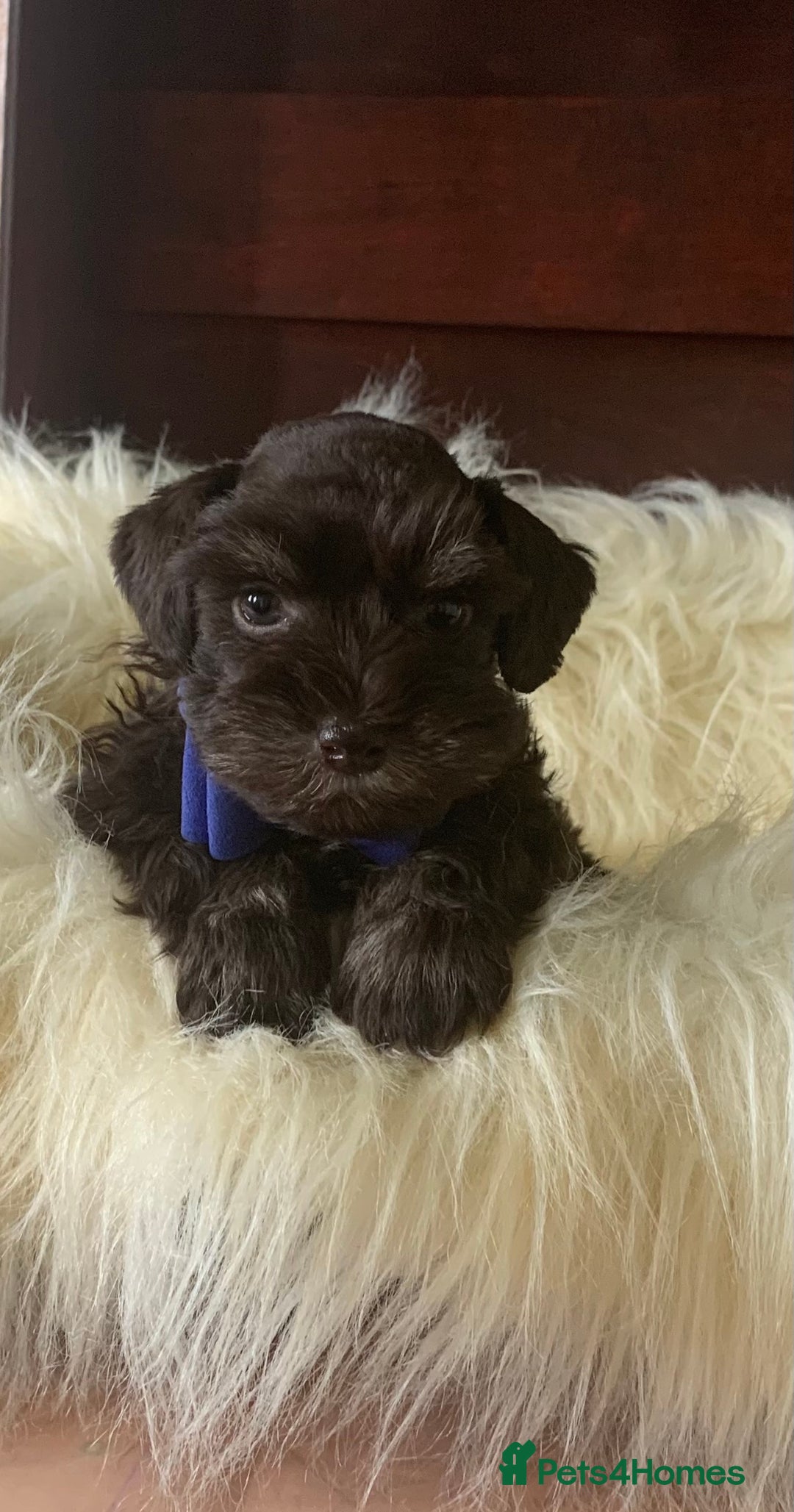 Miniature Schnauzer dogs for sale: 5* Licensed KC Toy Chocolate Schnauzers - Image 30