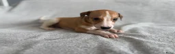Whippet dogs for sale: 🐾 Beautiful Whippet Puppies – Boys & Girls - Advert 7