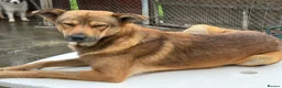 Mixed Breed dogs for adoption: Toffee - Norwich Norfolk  in Norwich - Advert 23