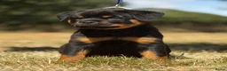 Rottweiler dogs for sale: ⭐️ Best Breeding in the UK 🇬🇧 ⭐️ - Advert 10