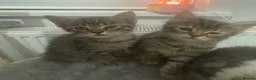 Mixed Breed cats for sale: 🐾 5 Beautiful Kittens Looking for Loving Homes 🐾 - Advert 22