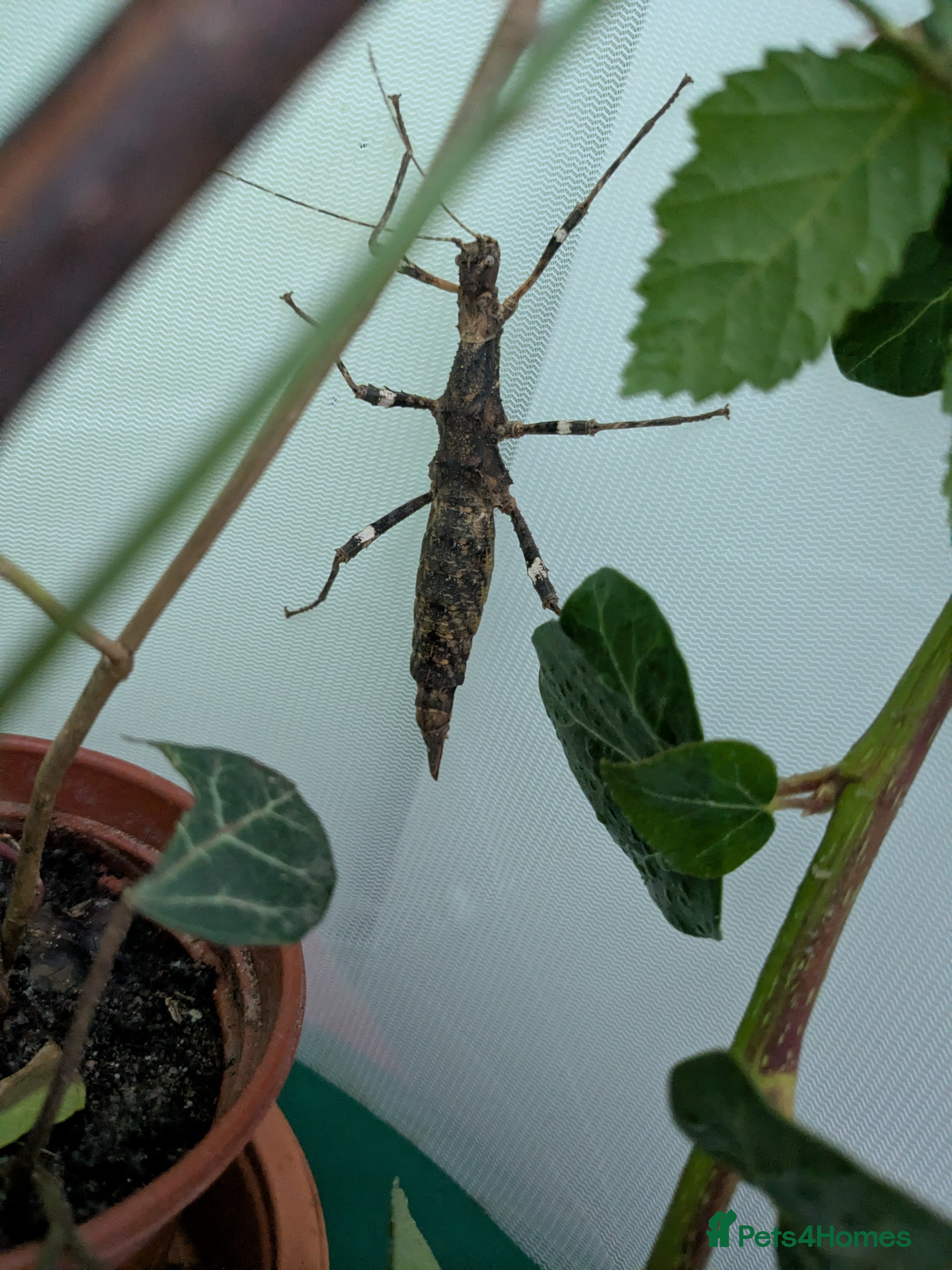 Stick Insects invertebrates Sunny stick insects - Advert 5