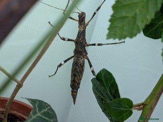 Stick Insects invertebrates Sunny stick insects - Advert 12