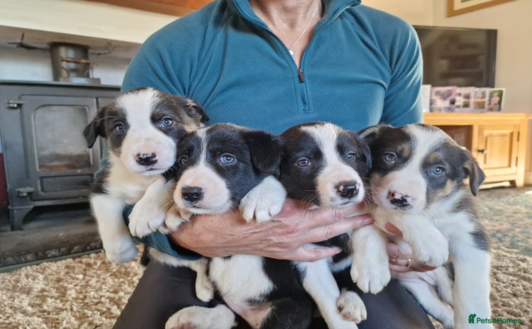 Border Collie dogs - Advert 2