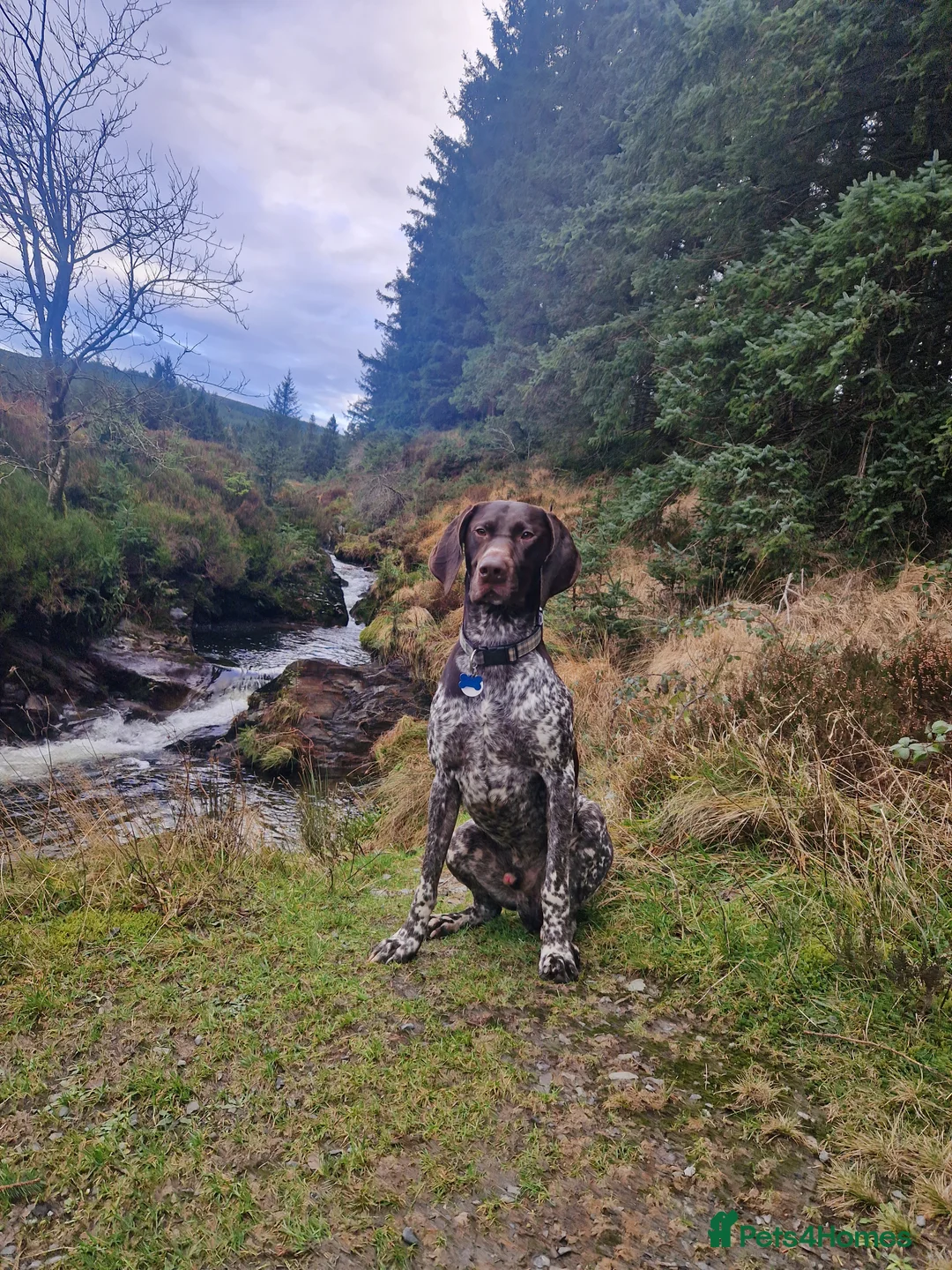 German Shorthaired Pointer dogs for stud: Stunning Proven German shorthaired pointer  in Shrewsbury - Advert 11