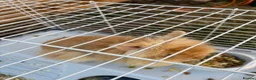 Lionhead rabbits for sale: Mrs Lisa Usher  in St. Neots - Advert 2