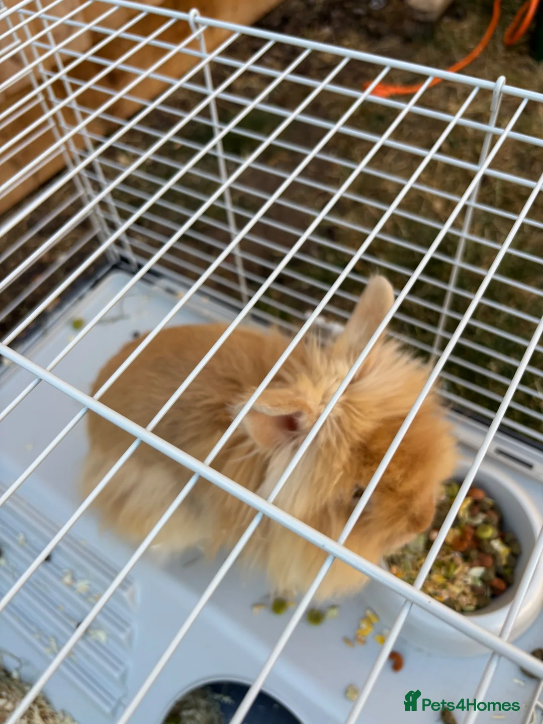 Lionhead rabbits for sale: Mrs Lisa Usher  in St. Neots - Advert 2