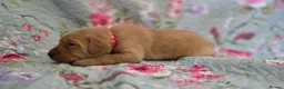 Labrador Retriever dogs for sale: Little Labradors, Ready for Their Next Adventure in Derby - Advert 33
