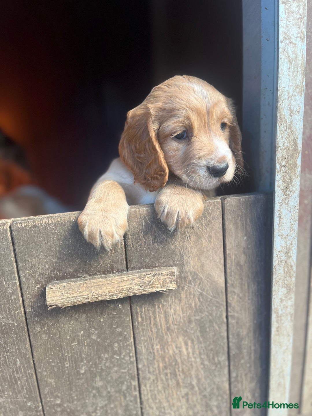 Cocker Spaniel dogs for sale: Kc cocker spaniel - Advert 3