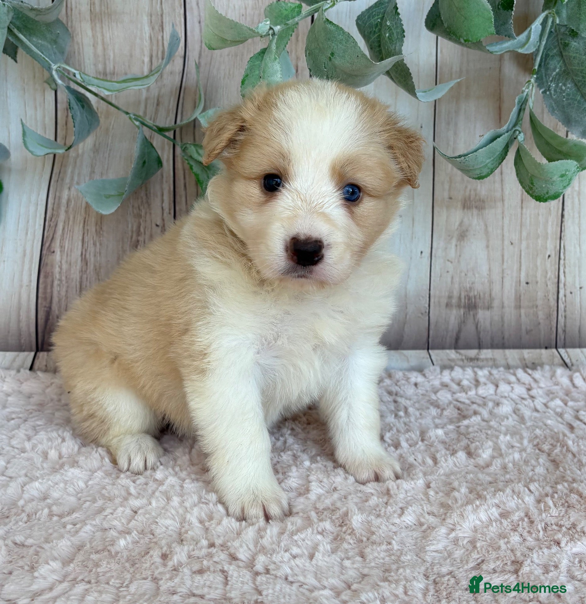 Border Collie dogs Outstanding KC Show Border Collie Puppies - Advert 2