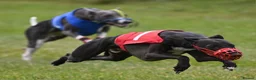 Whippet dogs for stud: Eidynrock Sangoma with Silkspun ,Sportingbred.X in Glasgow - Advert 34