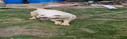 Labrador Retriever dogs for sale: 2 sisters labrador retrievers - Advert 2