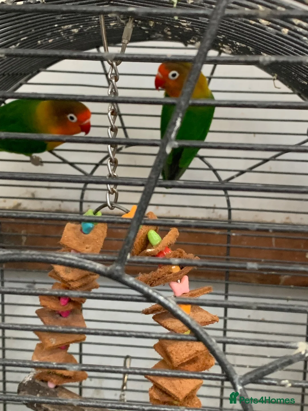 Lovebirds birds for sale: Pair of love birds  in Doncaster - Advert 3
