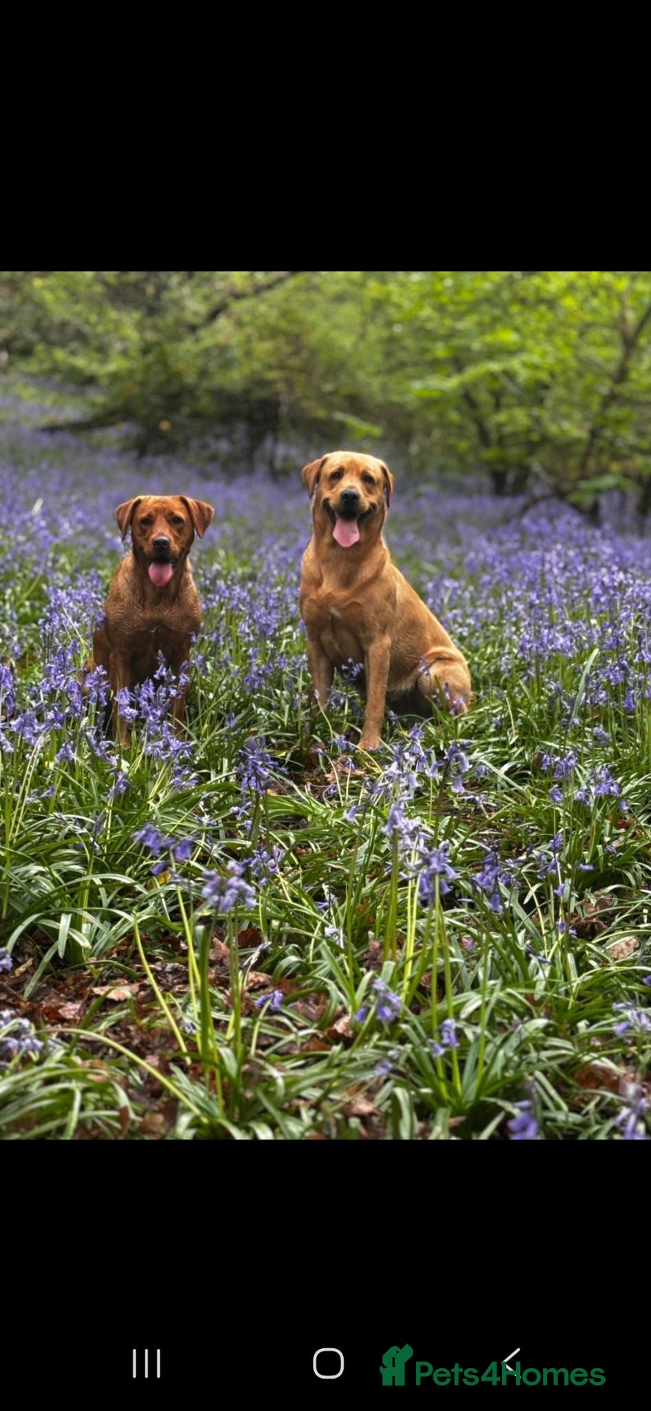 Labrador Retriever dogs Fox Red Labrador puppies  - Advert 1