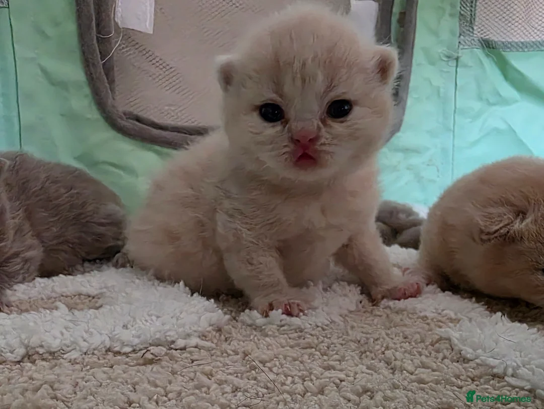 British Shorthair cats for sale: GCCF Champion British short hair kittens  - Advert 2