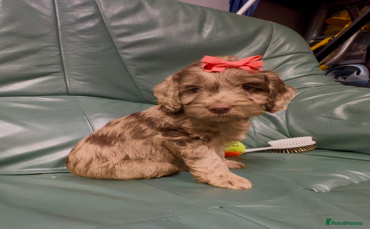 Cockapoo dogs - Advert 1