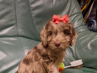 Cockapoo dogs - Advert 5