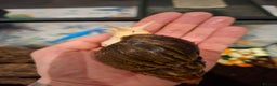 Snails invertebrates for sale: Baby African Giant Land Snails - Advert 4