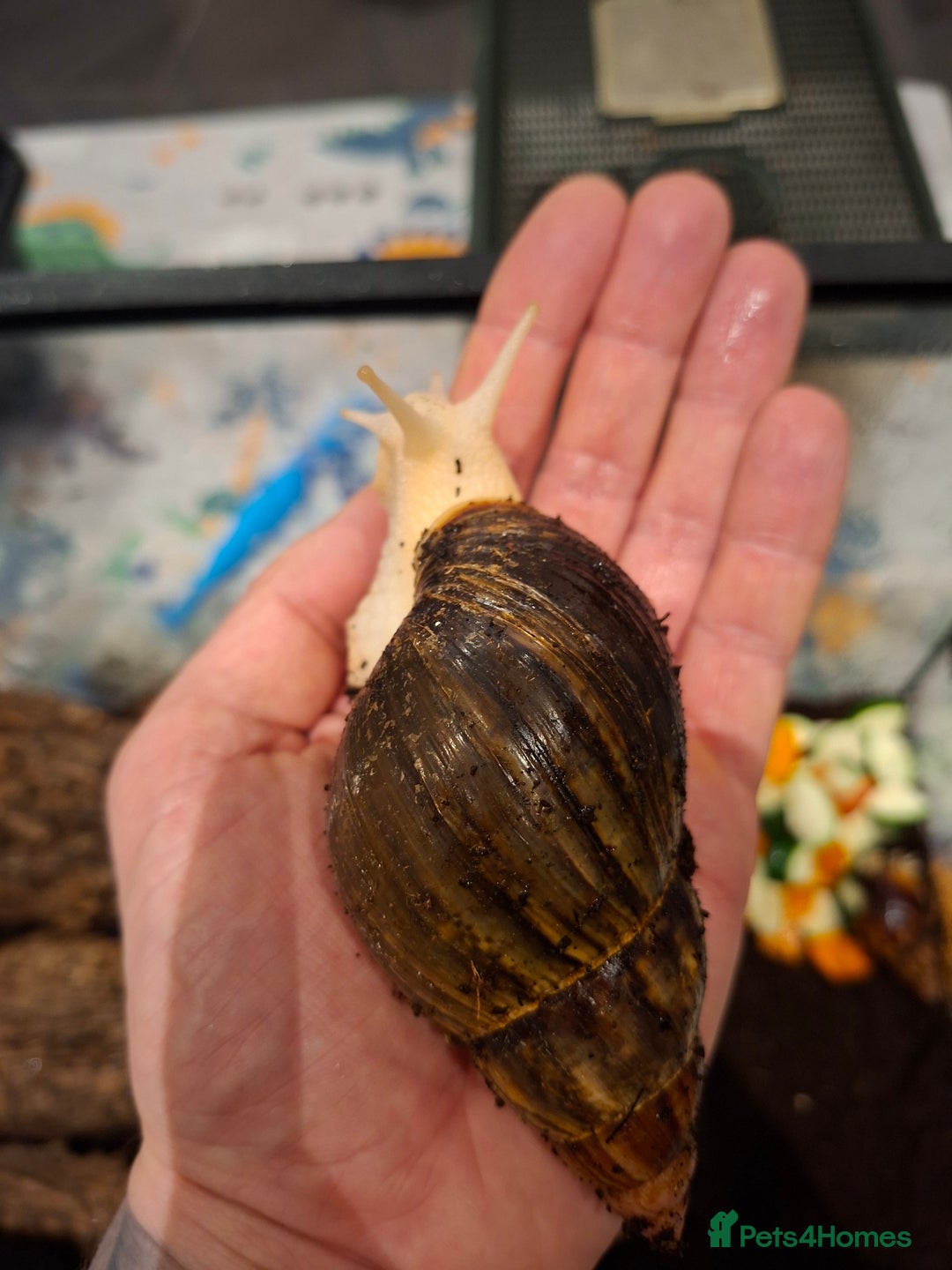 Snails invertebrates for sale: Baby African Giant Land Snails - Advert 4