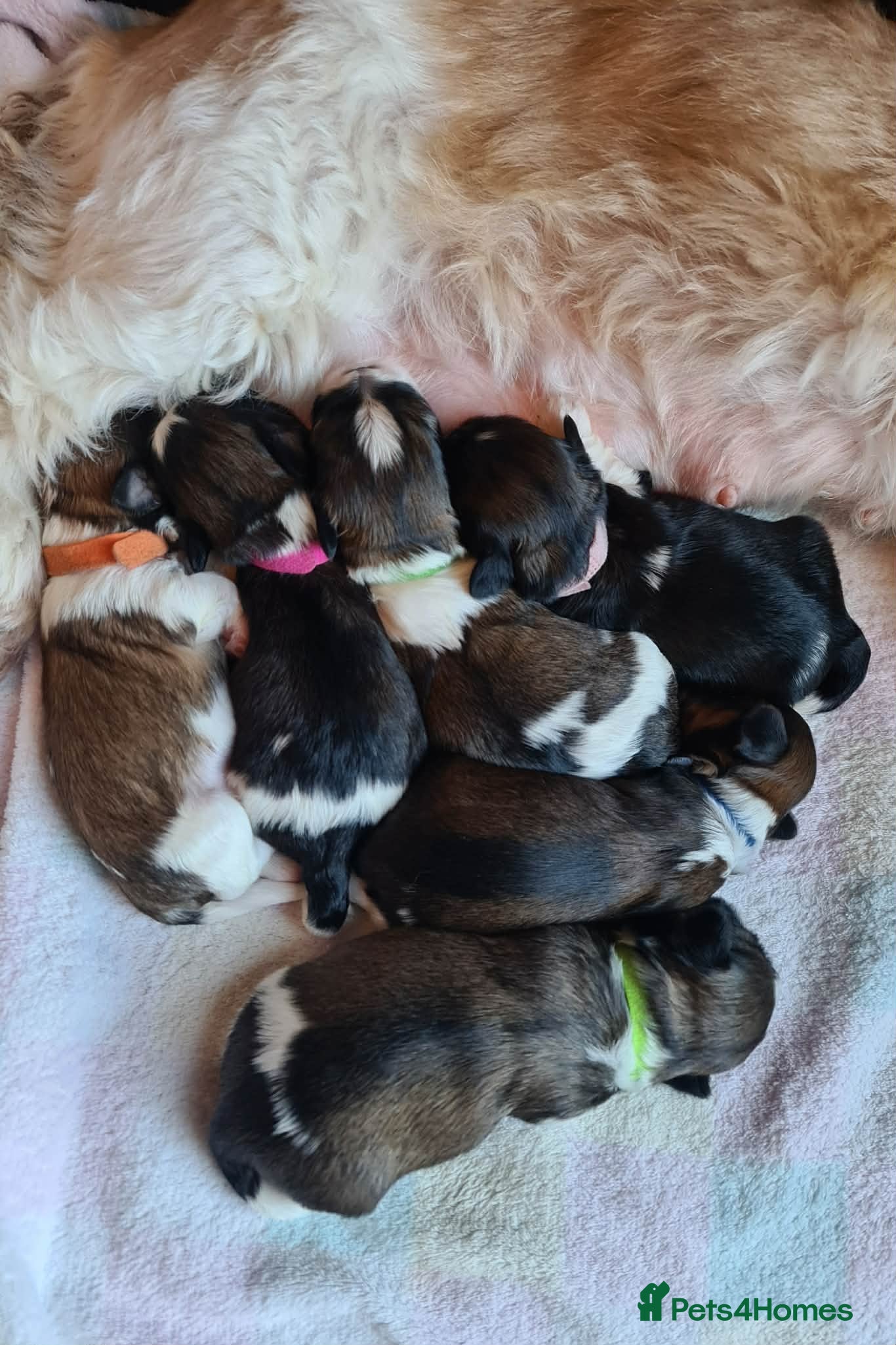 Shih Tzu dogs Shih-Tzu Puppies For Sale - Advert 14