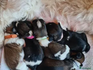 Shih Tzu dogs Shih-Tzu Puppies For Sale - Advert 11