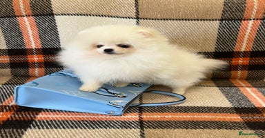 Pomeranian dogs - Advert 1
