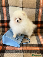 Pomeranian dogs - Advert 6