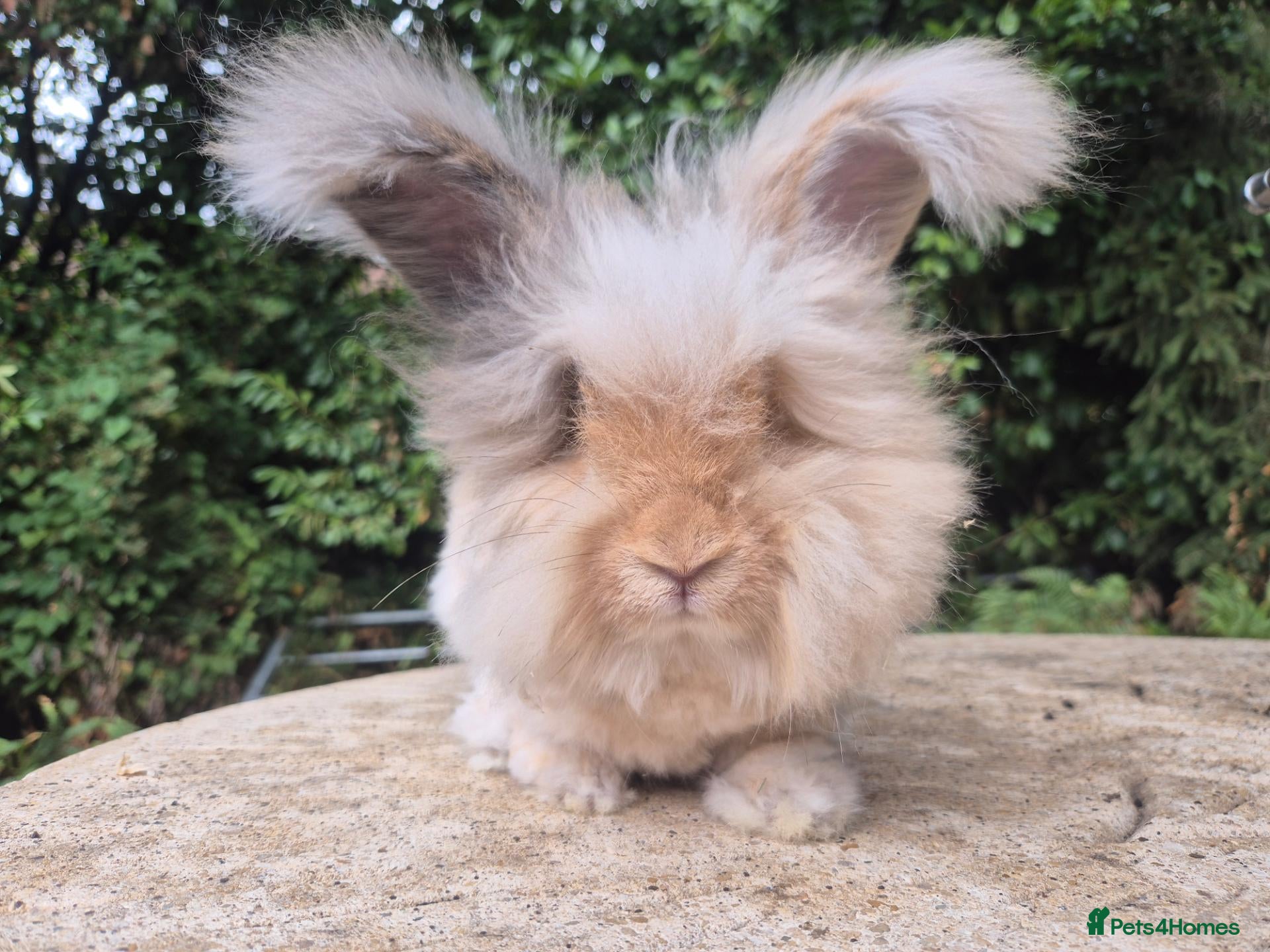 Angora rabbits 🌟STUNNING ANGORA BABIES- maxi full face 🌟 - Advert 1