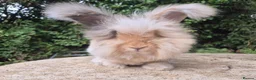 Angora rabbits for sale: 🌟STUNNING ANGORA BABIES- maxi full face 🌟 - Advert 1
