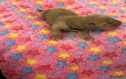 Labrador Retriever dogs for sale: Beautiful pedigree golden Labradors  - Image 18