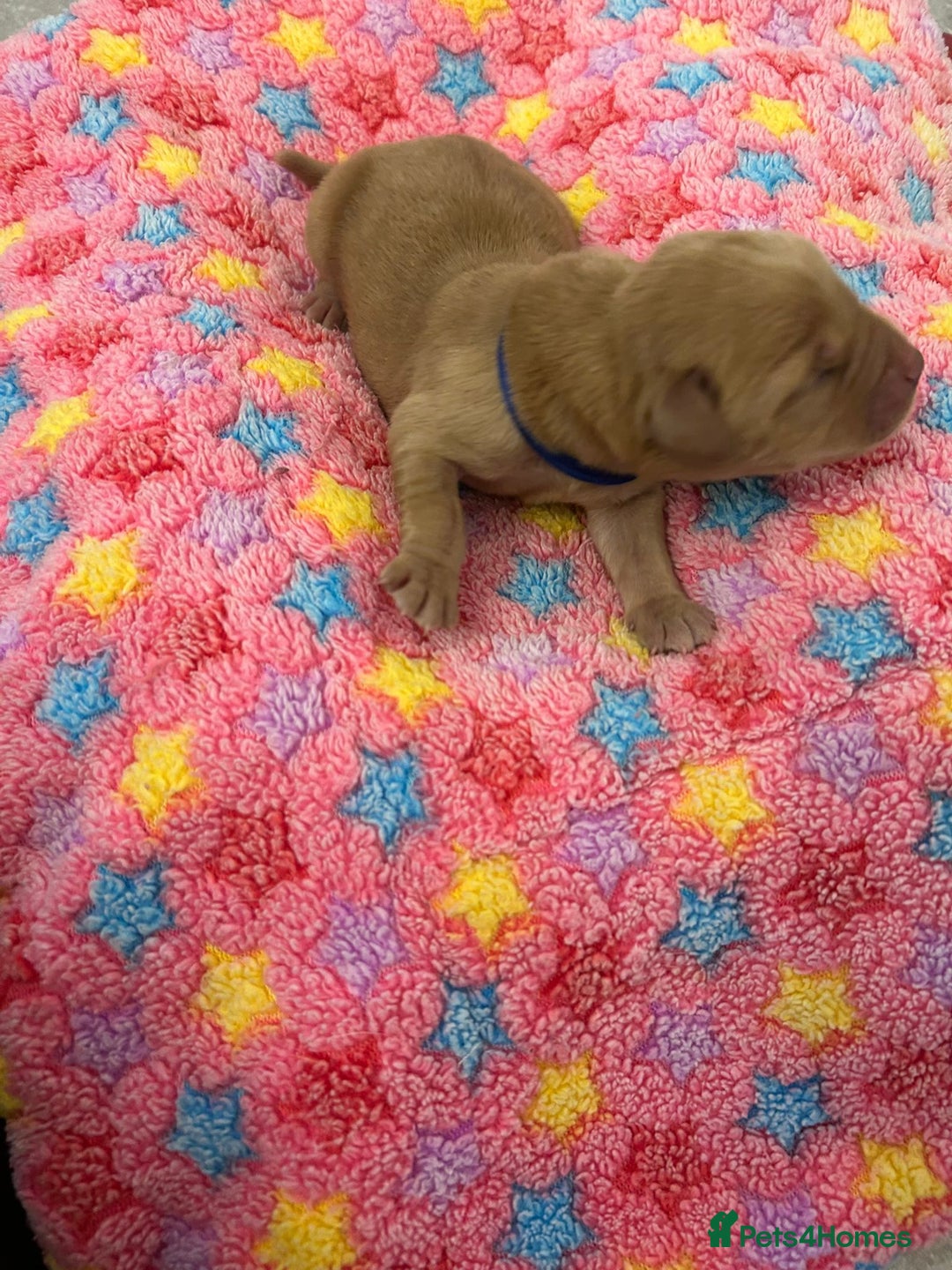 Labrador Retriever dogs for sale: Beautiful pedigree golden Labradors  - Image 18