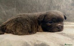 French Bulldog dogs for sale: 7 frenchies £500 to £800 each - Image 7