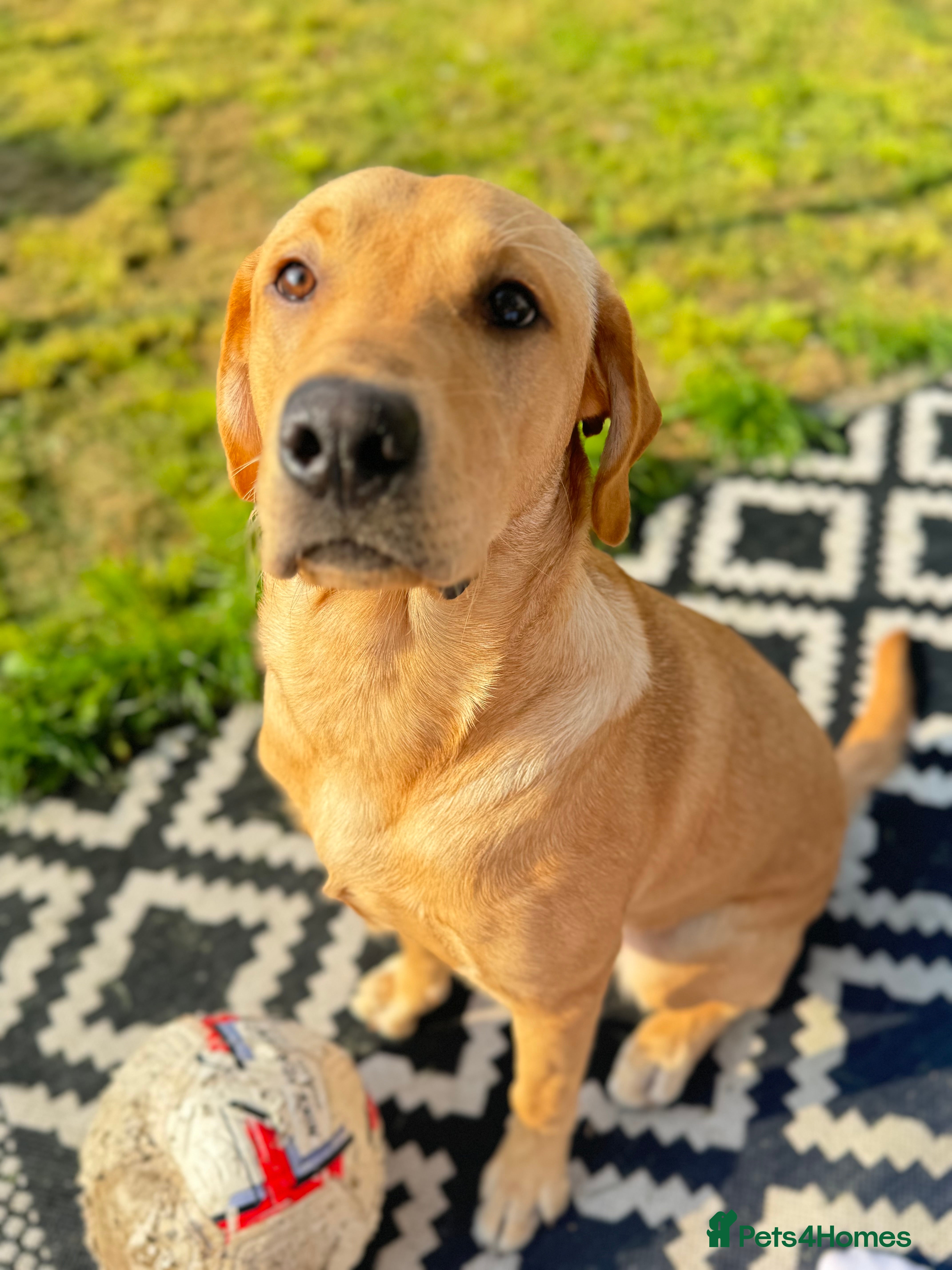 Labrador Retriever dogs Gorgeous 2 year old boy in Holyhead - Advert 9