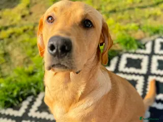 Labrador Retriever dogs Gorgeous 2 year old boy in Holyhead - Advert 1
