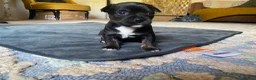 Mixed Breed dogs for sale: Frenchie Cross puppies - Advert 4