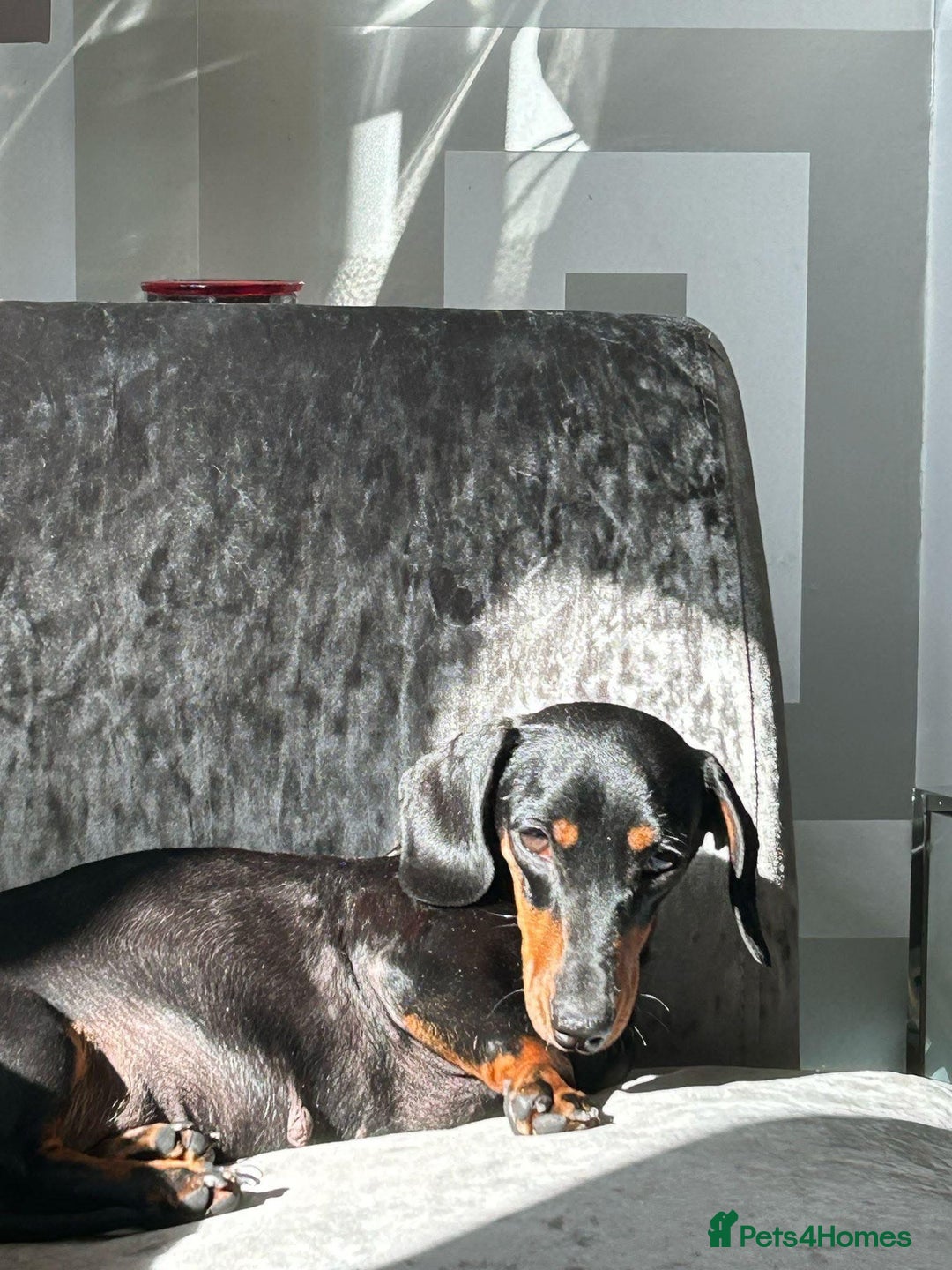 Dachshund dogs for sale: Dachshund Puppies  - Advert 3