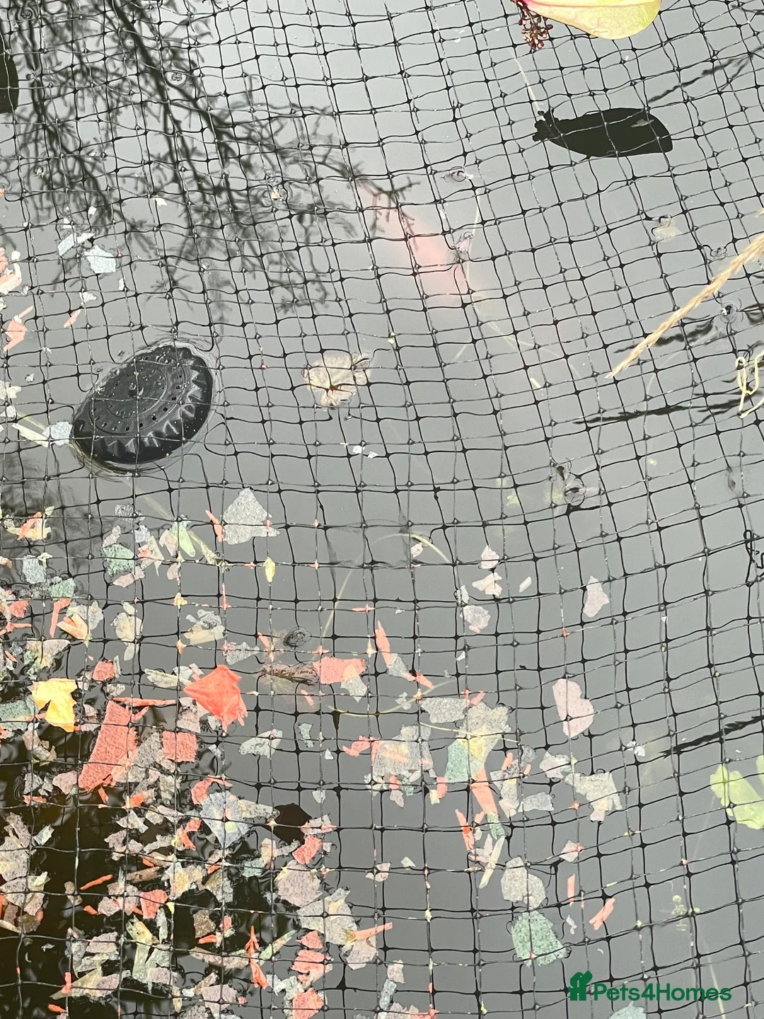 Goldfish fish for sale: Goldfish for sale  in Watford - Advert 4