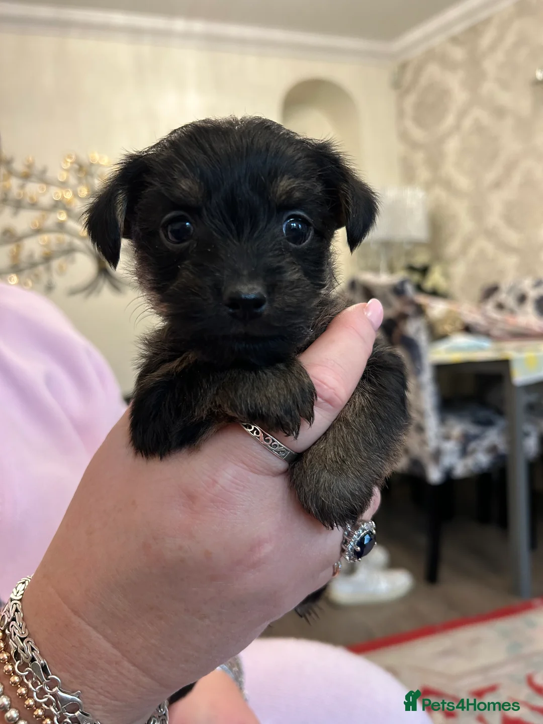 Mixed Breed dogs for sale: Puppies for sale - Advert 5