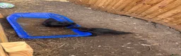 Ducks poultry for sale: 2 cayoga ducks  - Advert 2