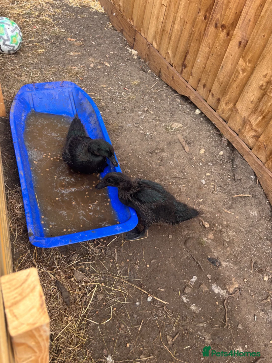 Ducks poultry for sale: 2 cayoga ducks  - Advert 2