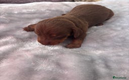 Miniature Dachshund dogs for sale: Miniature dachshund smooth hair pups  - Image 16