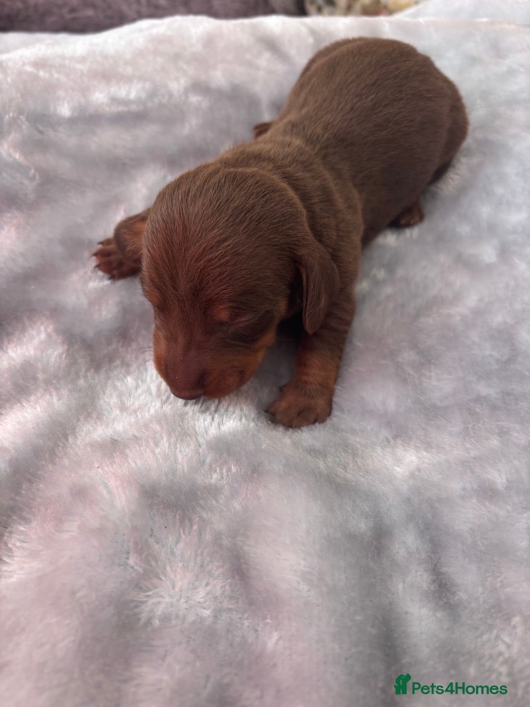Miniature Dachshund dogs for sale: Miniature dachshund smooth hair pups  - Image 16