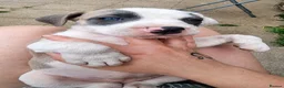 Mixed Breed dogs for sale: Loving Staffy x American Bulldog Pups - Ready Now  - Advert 19
