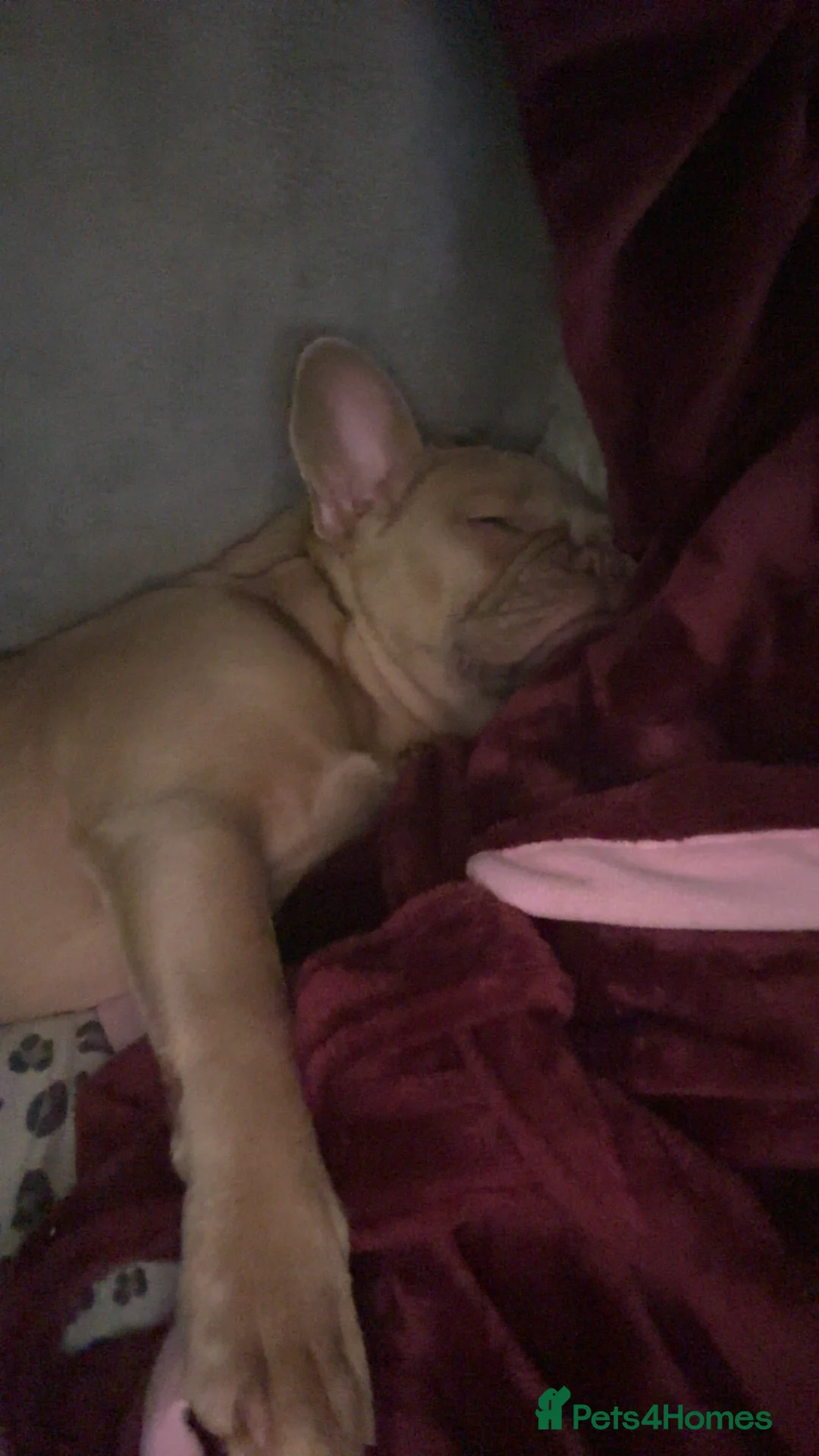 French Bulldog dogs for sale: Daisy - Advert 4
