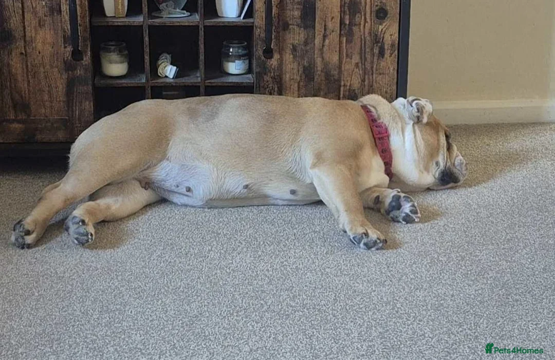 English Bulldog dogs for sale: Meet River our gorgeous 5 year old British Bulldog - Advert 9