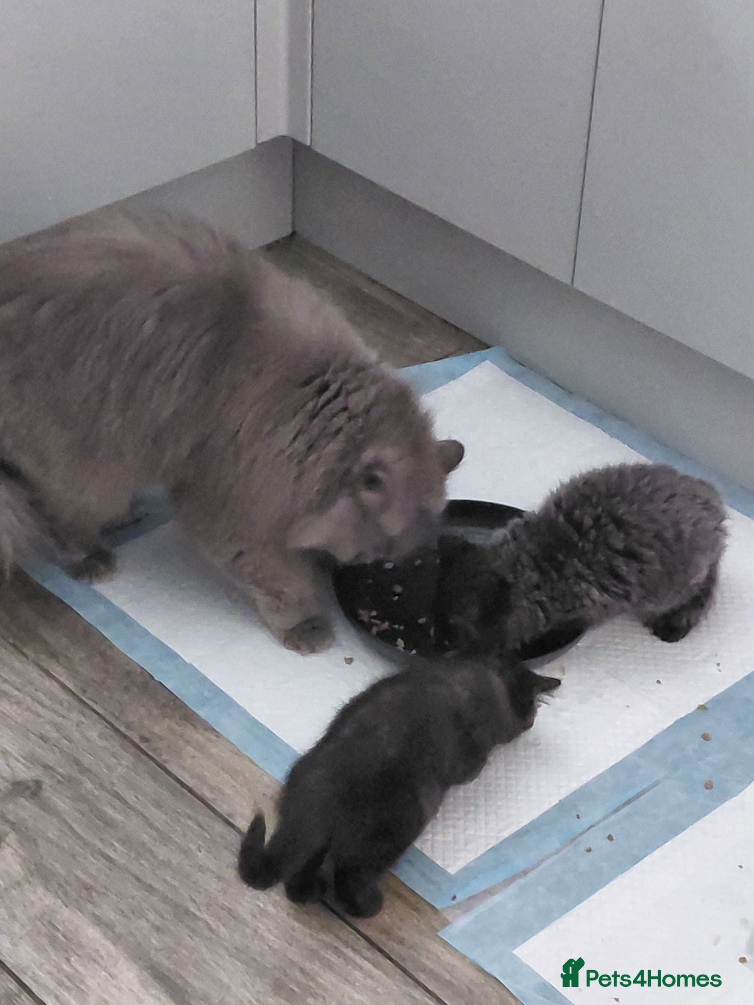 British Shorthair cats Last little chocolate boy - Advert 10